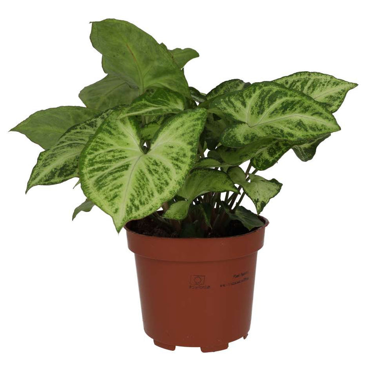 Buy Syngonium 'Arrow' online UK