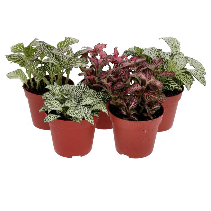 Fittonia albivenis (Nerve Plant)