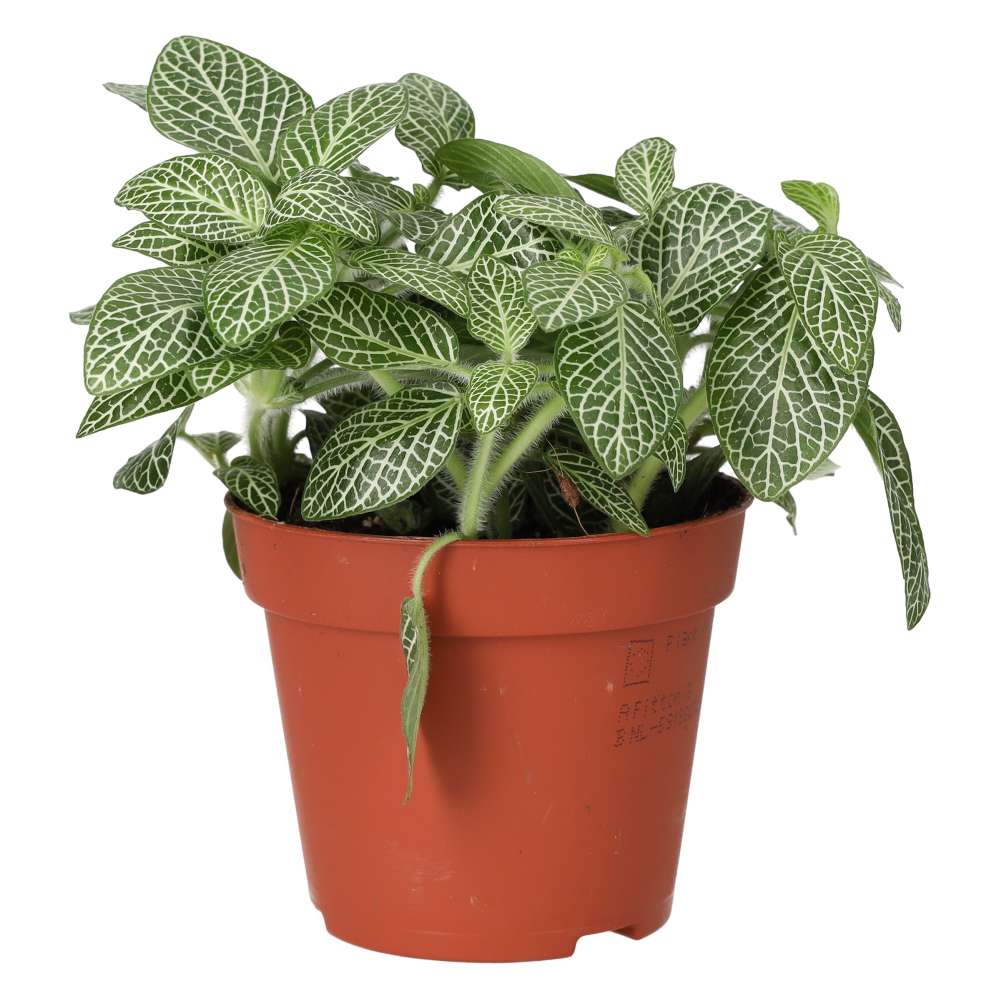 Fittonia albivenis (Nerve Plant)