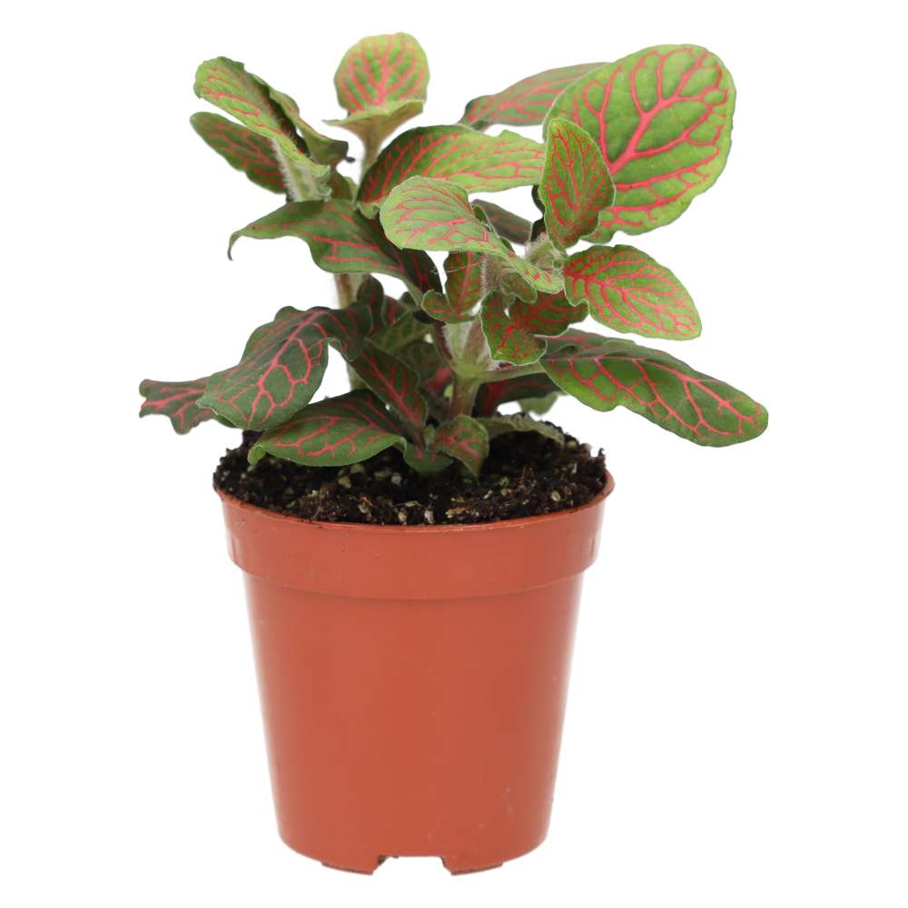 Fittonia albivenis (Nerve Plant)