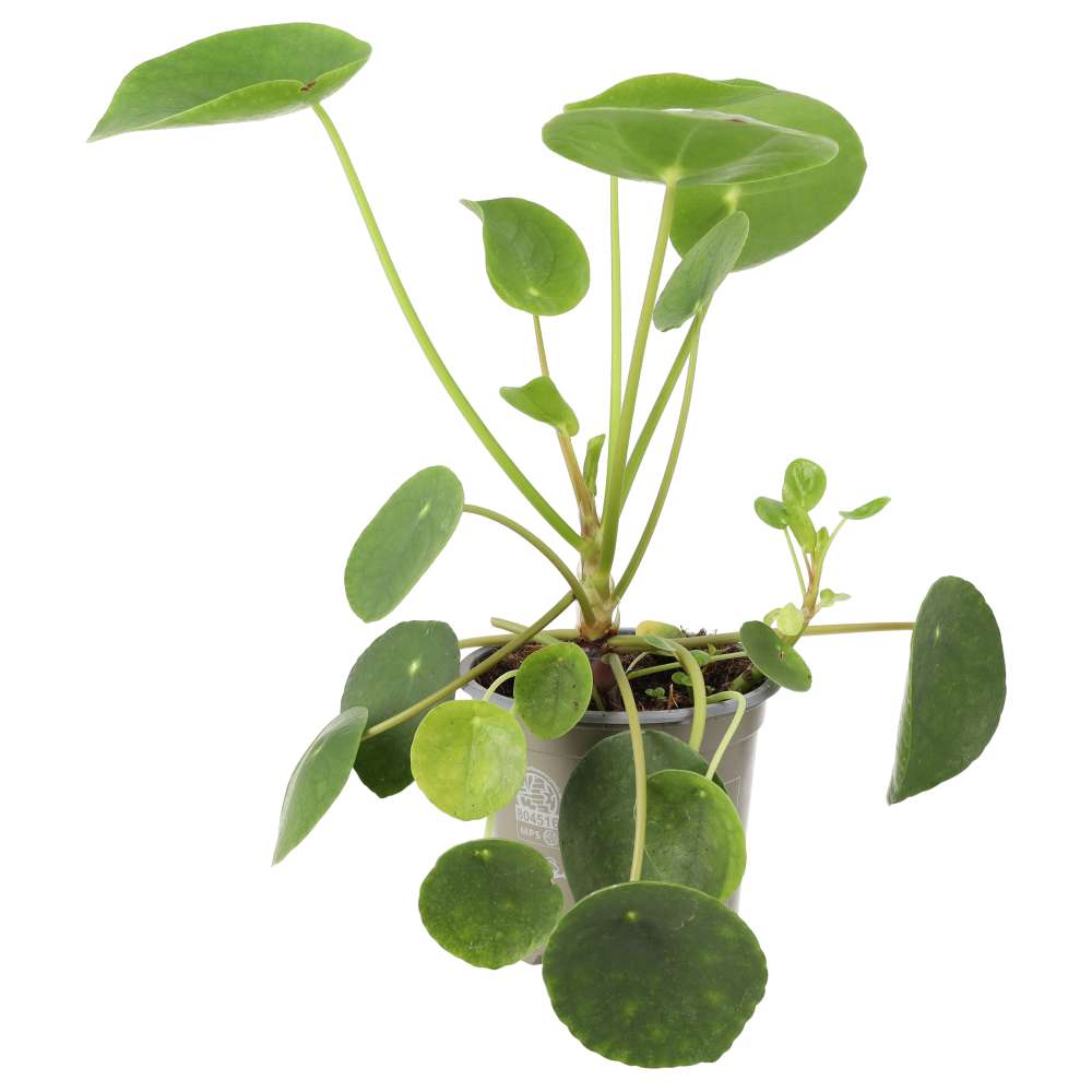 Buy Pilea peperomoides (Chinese Money Plant) online UK