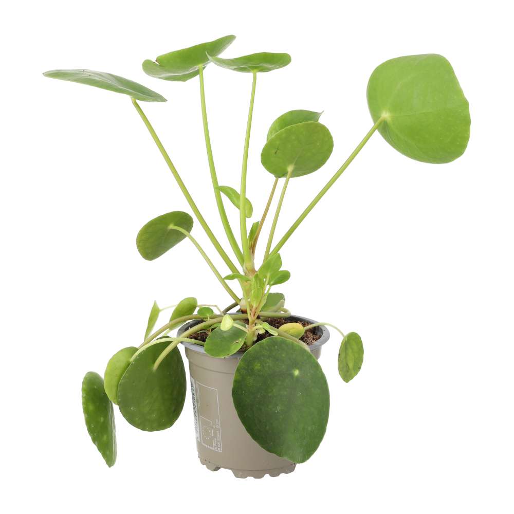 Buy Pilea peperomoides (Chinese Money Plant) online UK