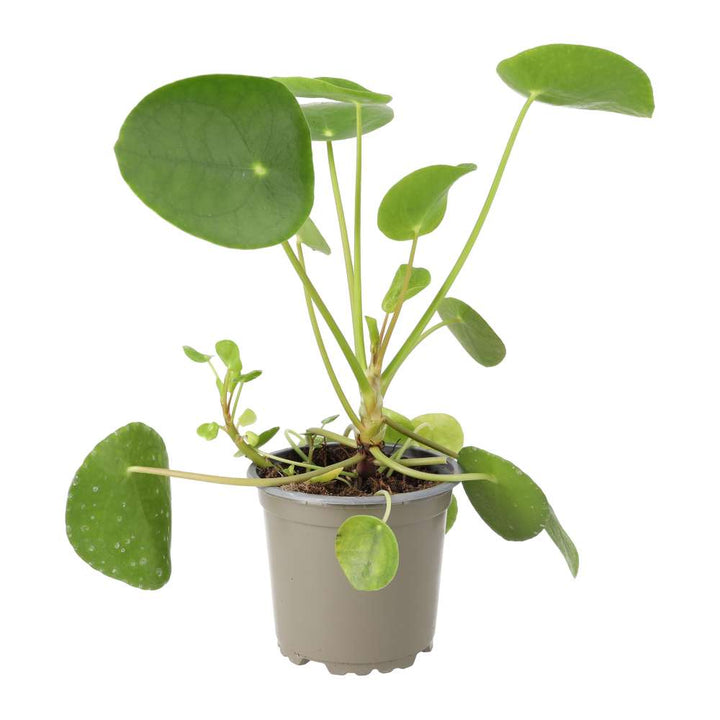Buy Pilea peperomoides (Chinese Money Plant) online UK