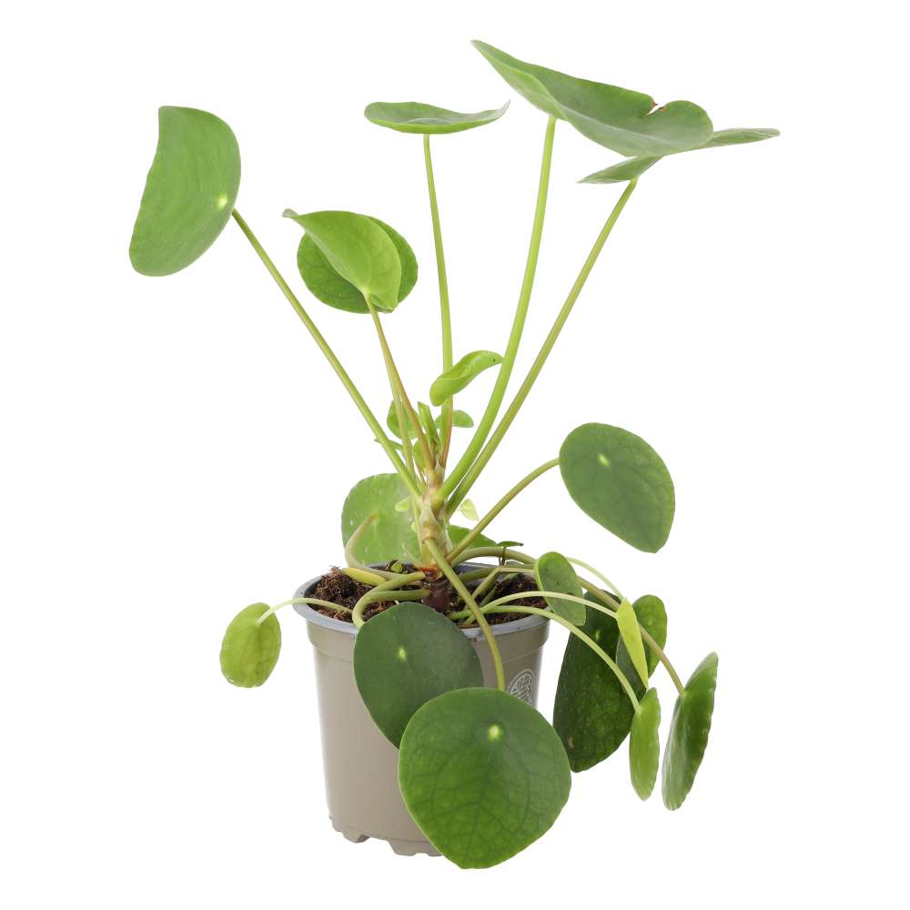 Buy Pilea peperomoides (Chinese Money Plant) online UK