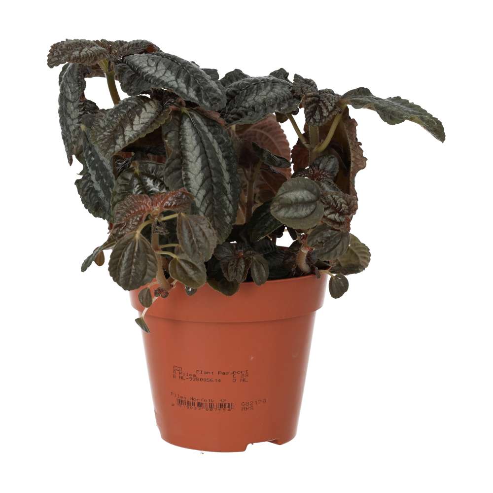 Pilea involucrata (Friendship Plant)