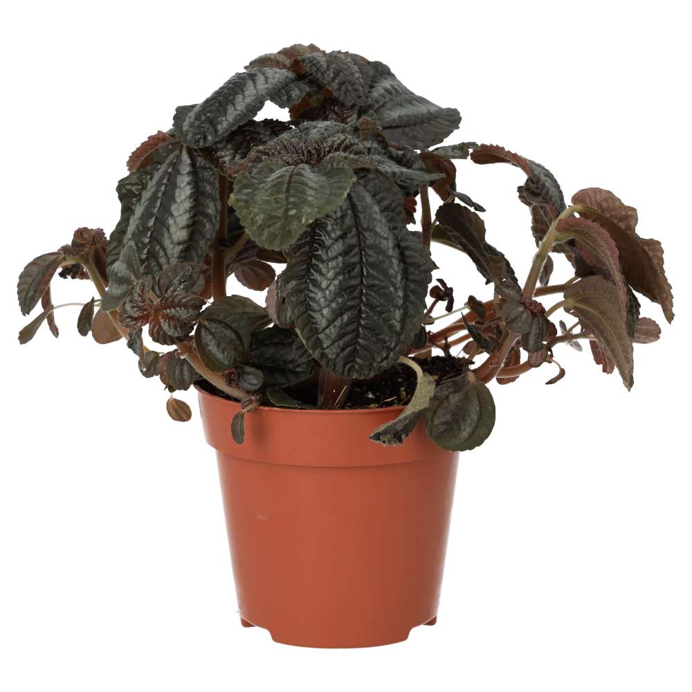 Pilea involucrata (Friendship Plant)