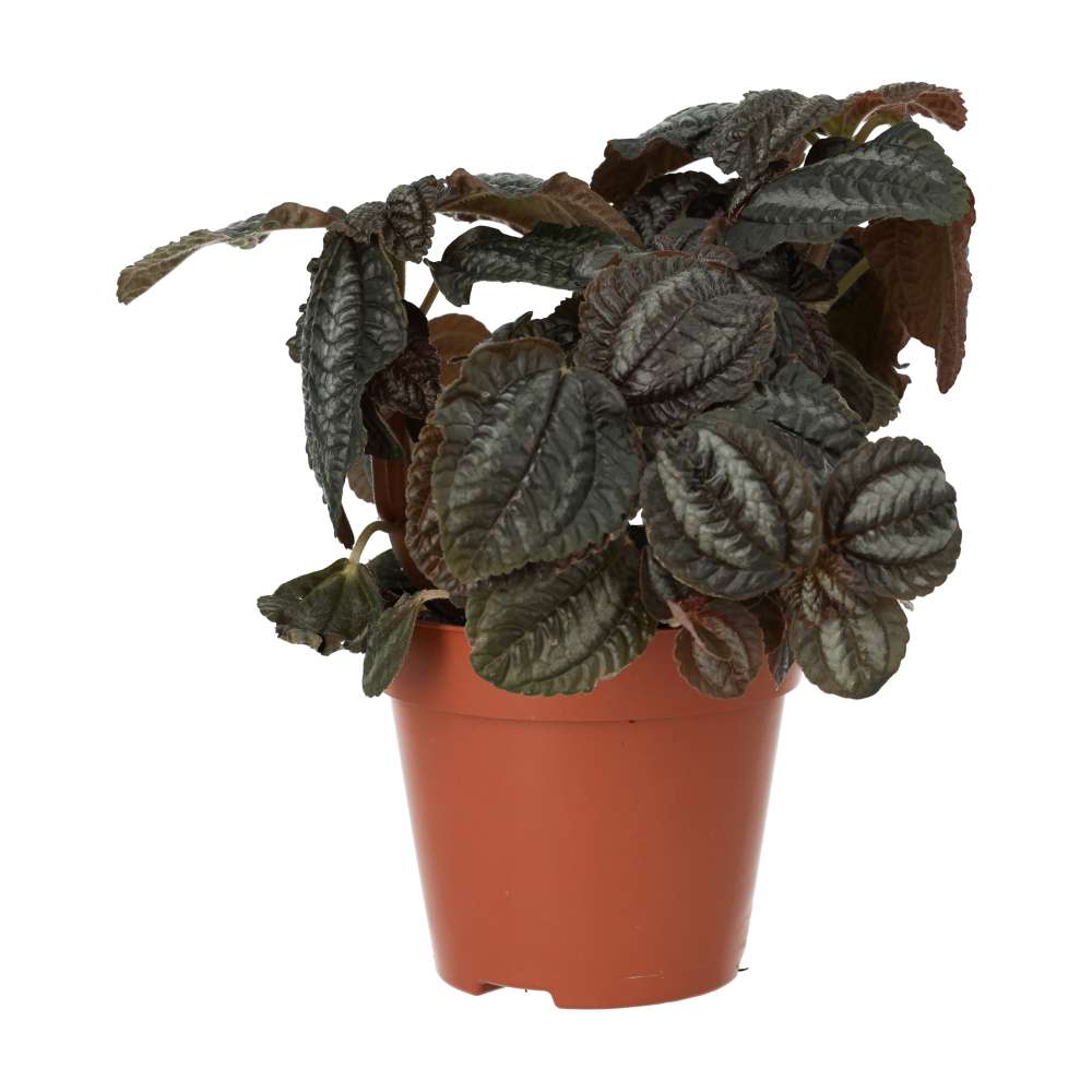 Pilea involucrata (Friendship Plant)