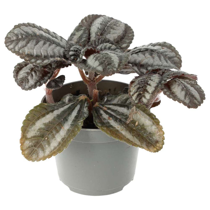 Pilea involucrata (Friendship Plant)