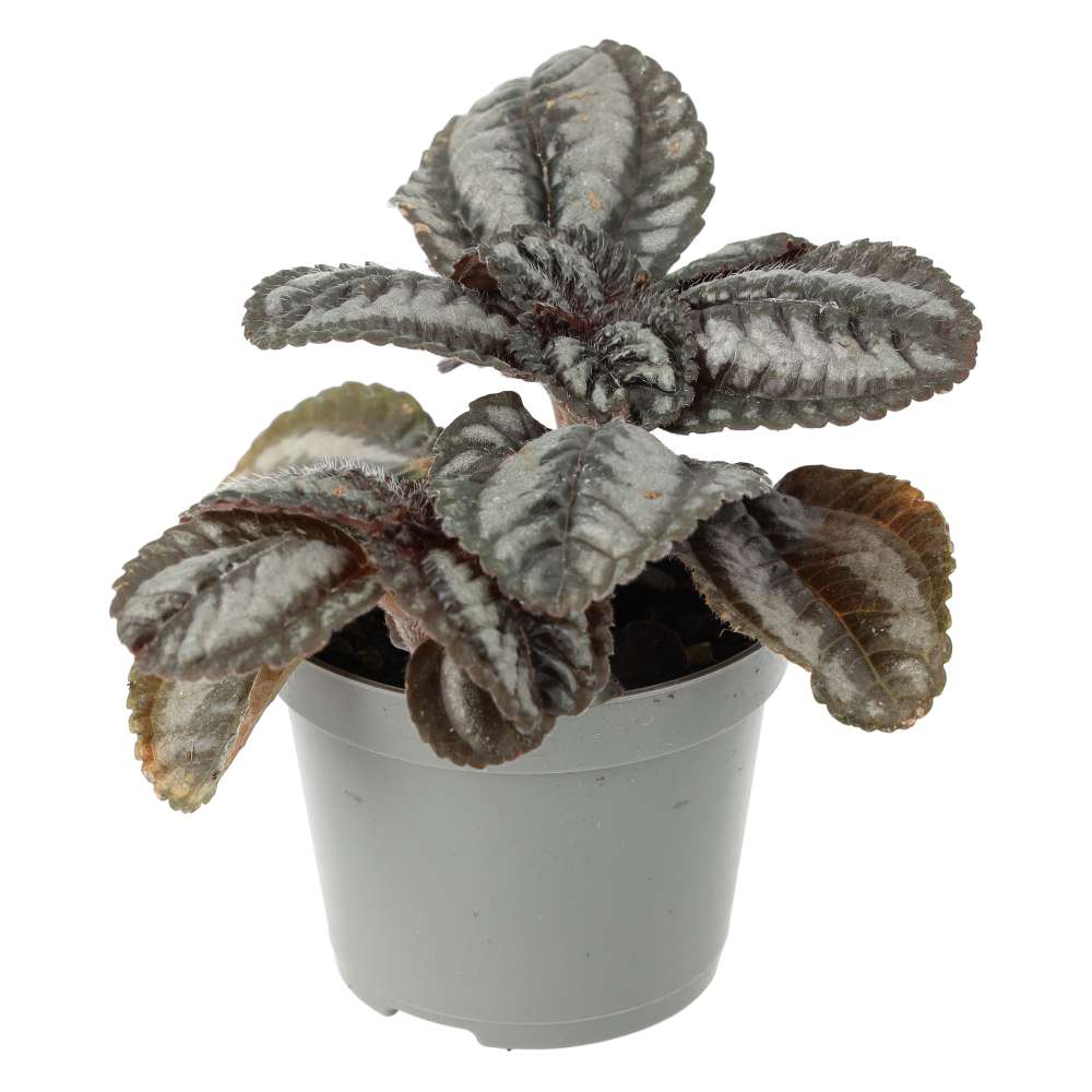 Pilea involucrata (Friendship Plant)