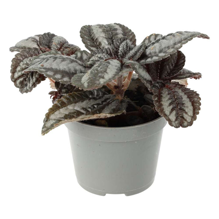 Pilea involucrata (Friendship Plant)