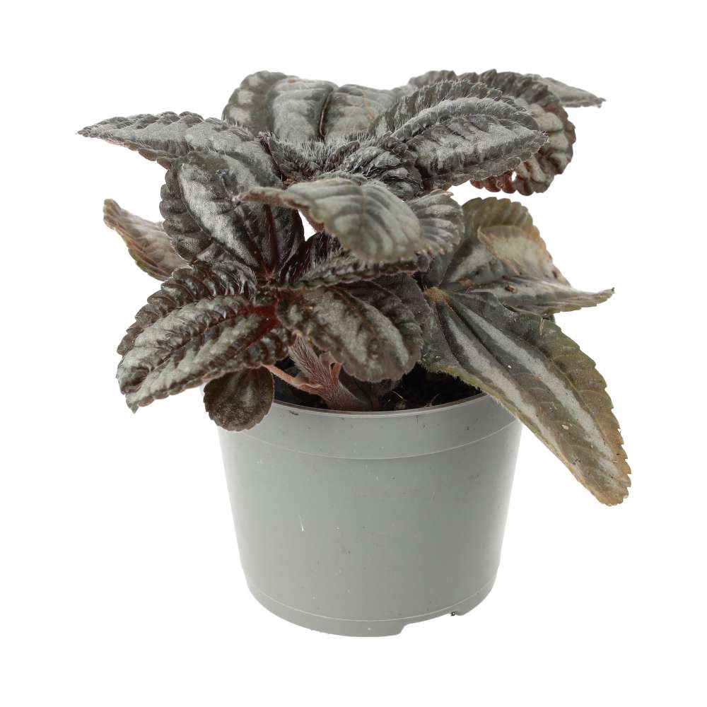 Pilea involucrata (Friendship Plant)