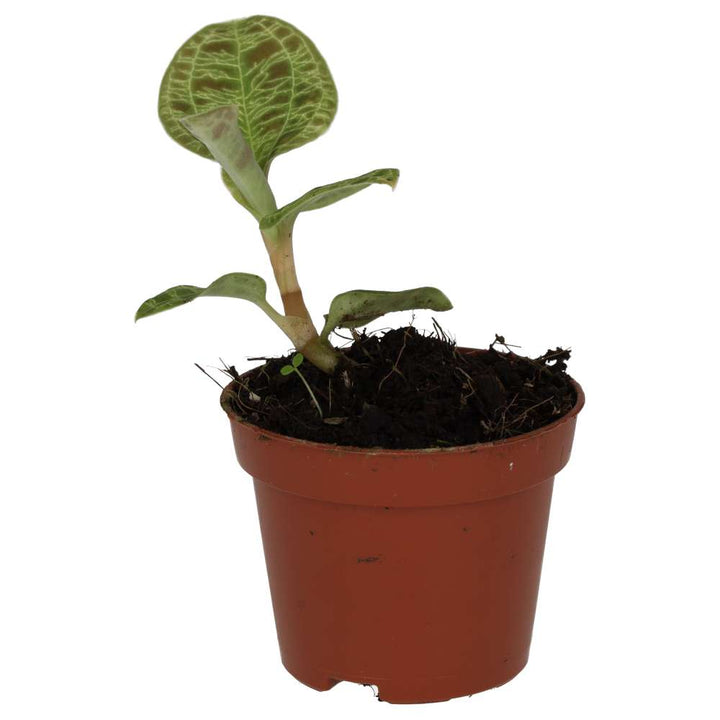 Peperomia 'Fire Sparks'