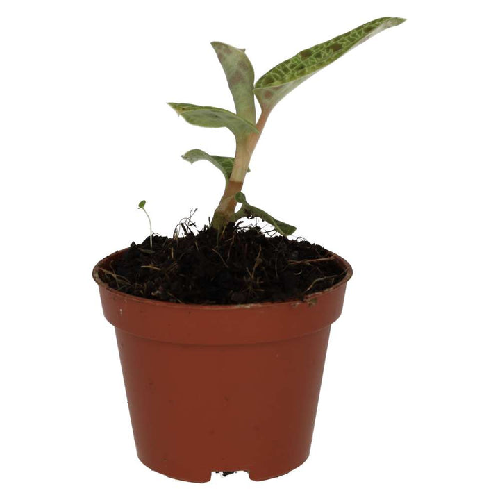 Peperomia 'Fire Sparks'