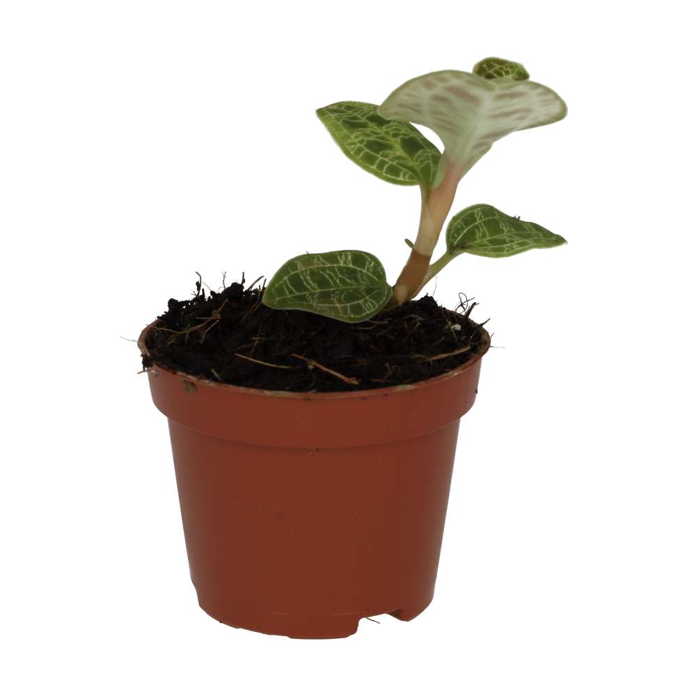 Peperomia 'Fire Sparks'