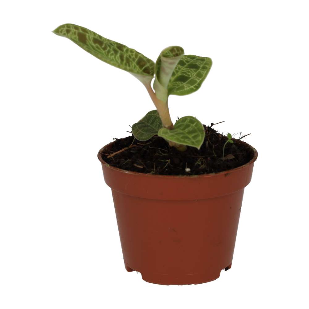 Peperomia 'Fire Sparks'