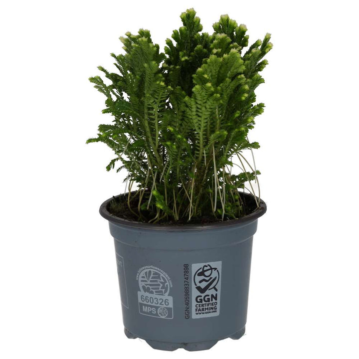 Selaginella martensii 'Jori'