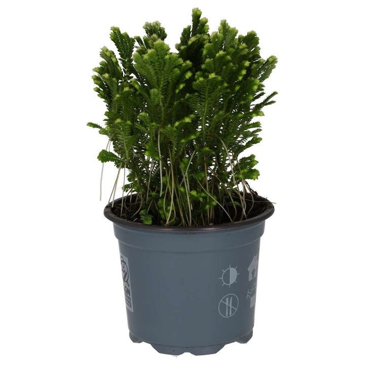 Selaginella martensii 'Jori'