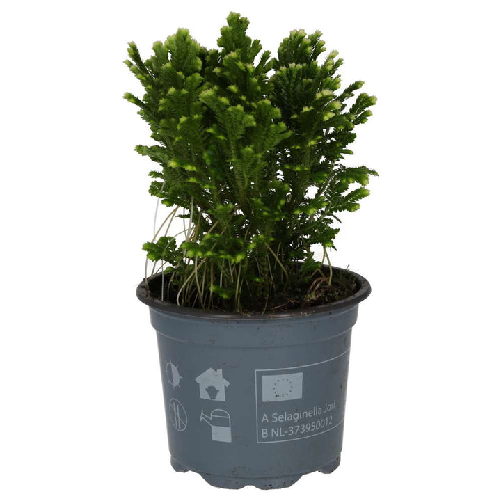 Selaginella martensii 'Jori'