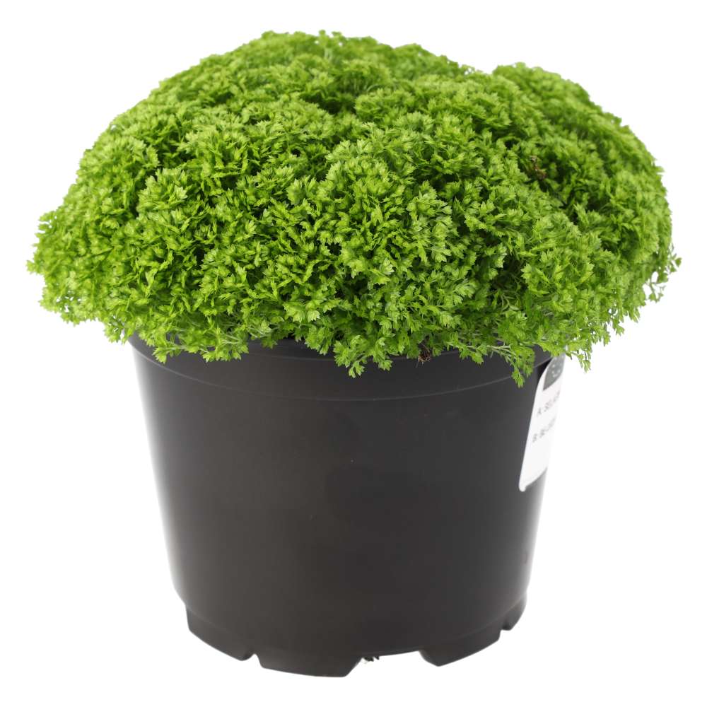 Selaginella apoda (Meadow Spikemoss)