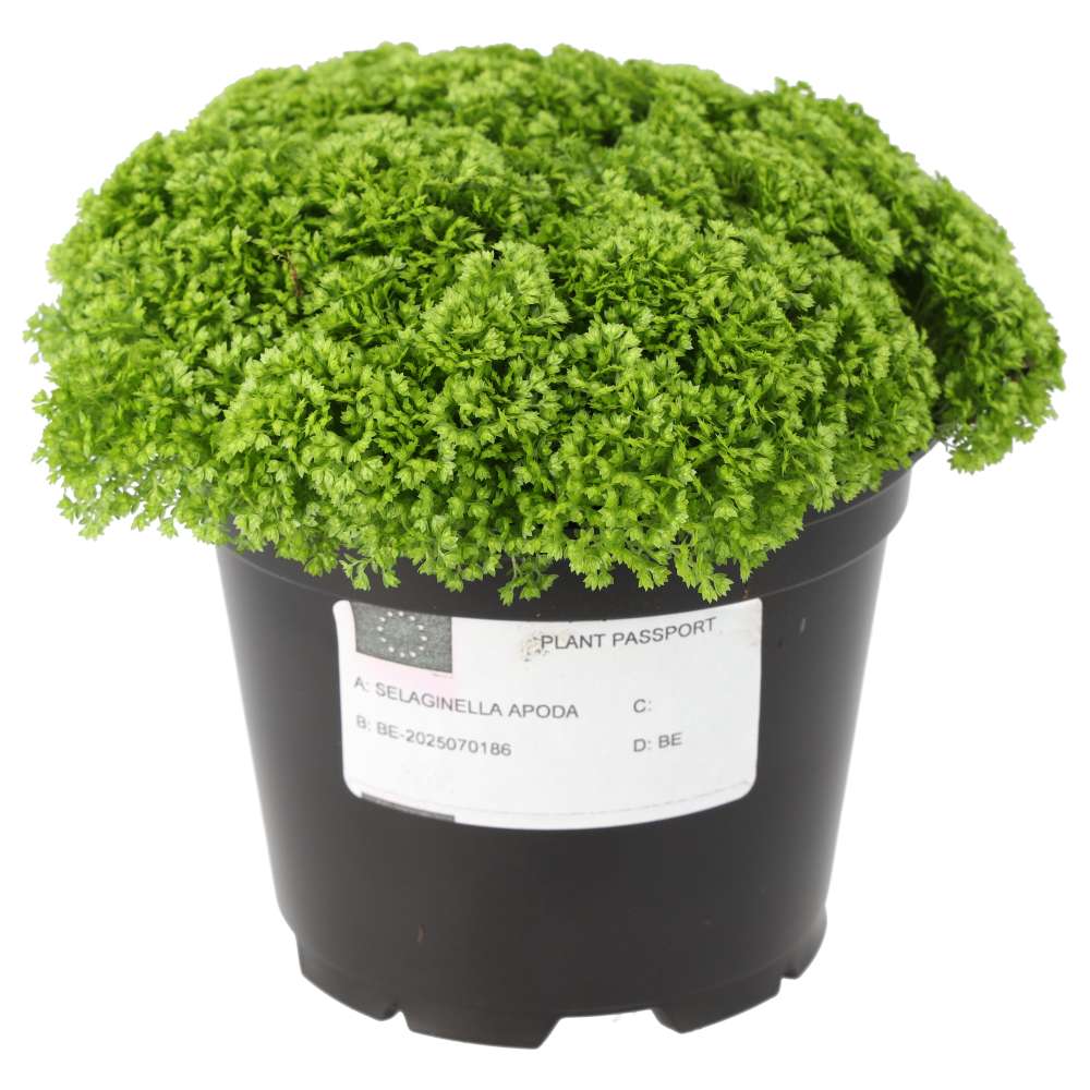 Selaginella apoda (Meadow Spikemoss)