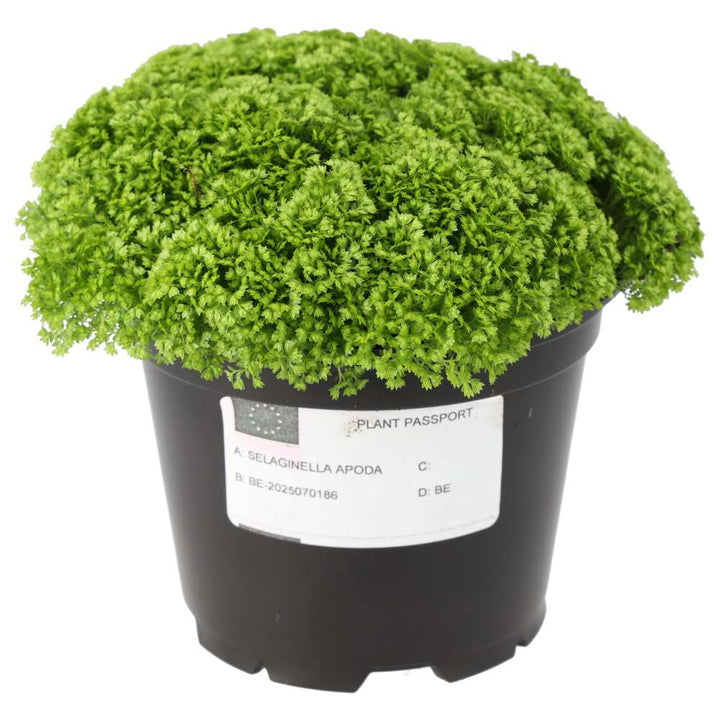 Selaginella apoda (Meadow Spikemoss)