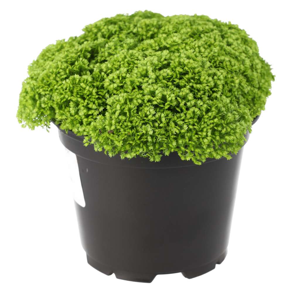 Selaginella apoda (Meadow Spikemoss)