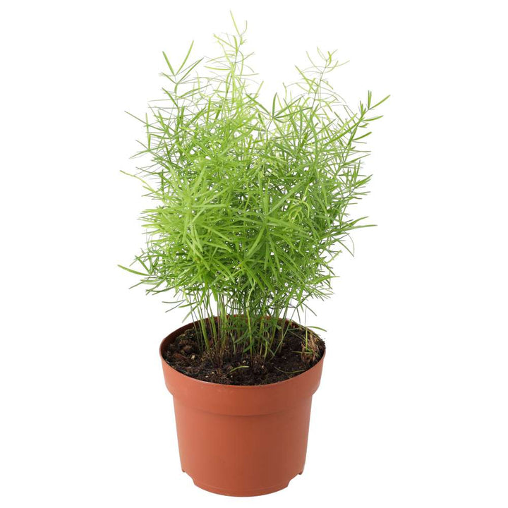 Buy Asparagus densiflorus Sprengeri (Emerald Asparagus Fern) online UK