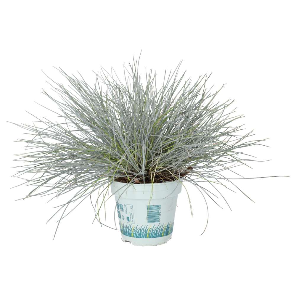 Festuca glauca (Blue Dwarf Grass)
