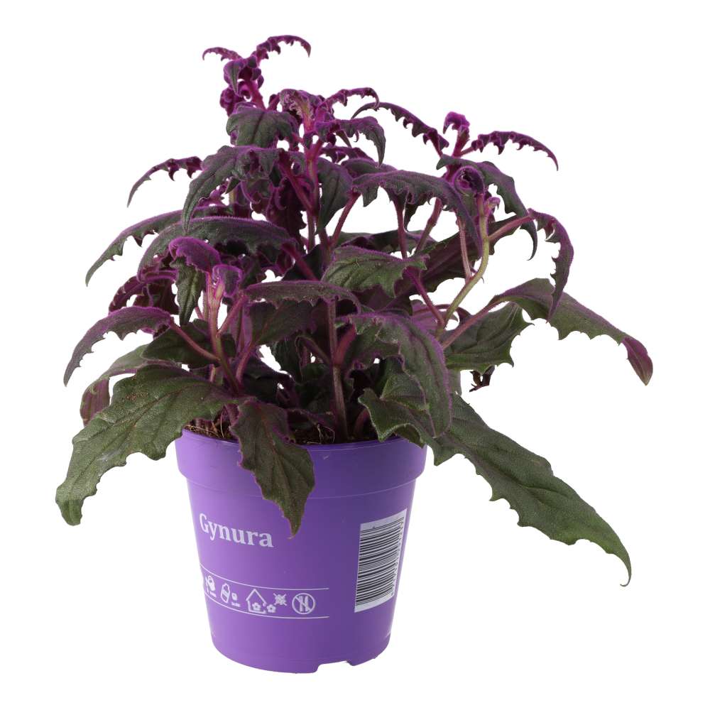 Gynura aurantiaca (Purple Velvet Plant)