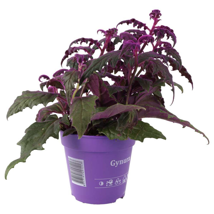 Gynura aurantiaca (Purple Velvet Plant)