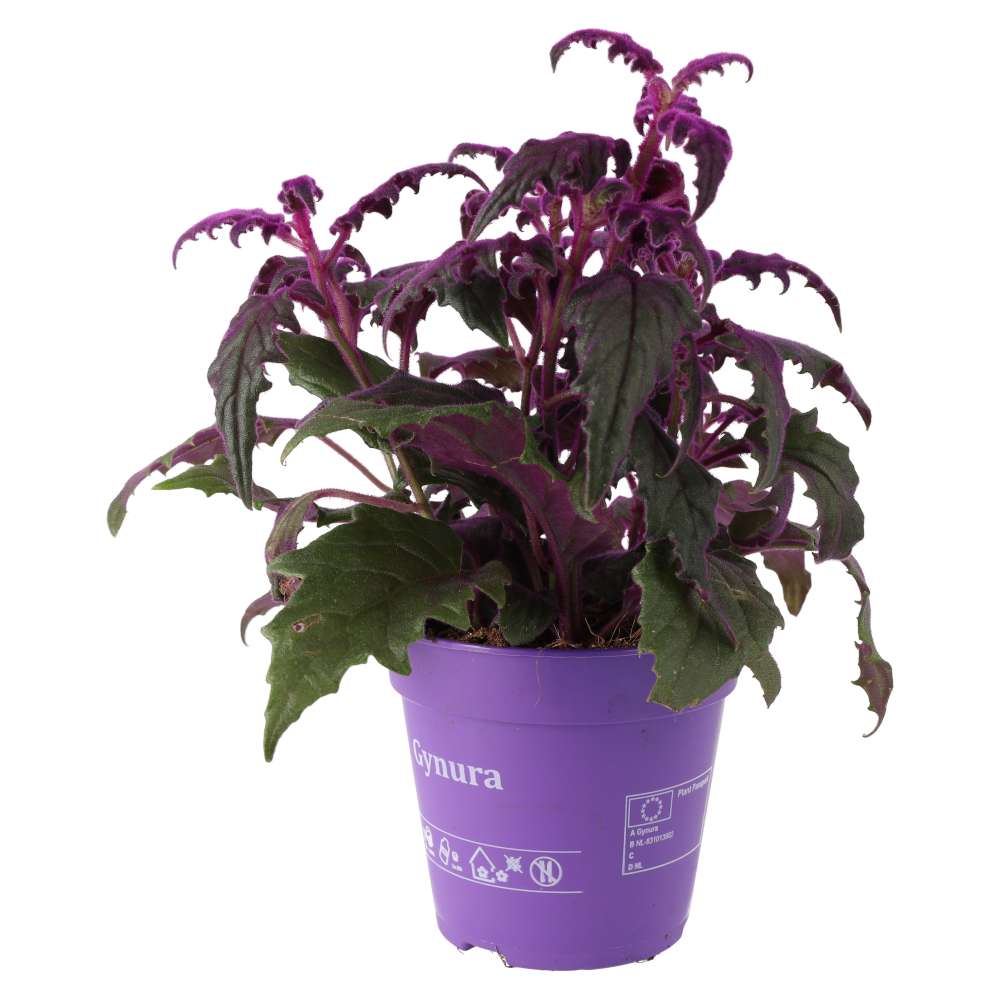 Gynura aurantiaca (Purple Velvet Plant)
