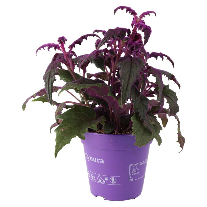 Gynura aurantiaca (Purple Velvet Plant)