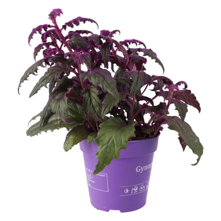 Gynura aurantiaca (Purple Velvet Plant)