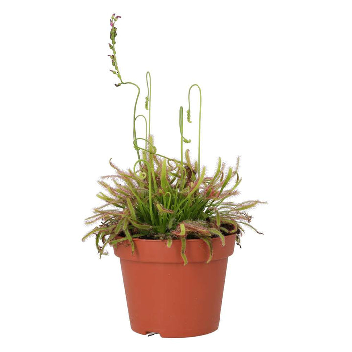 Drosera capensis (Cape Sundew)