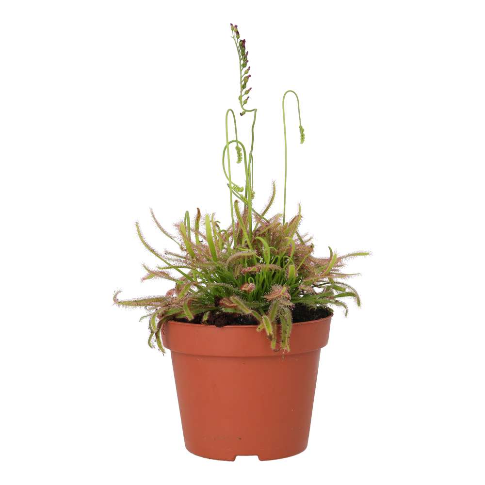 Drosera capensis (Cape Sundew)