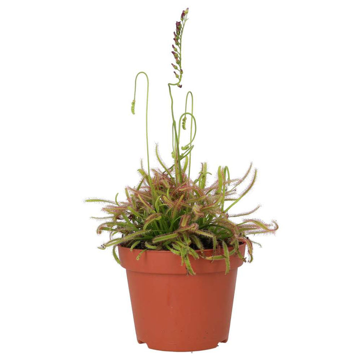 Drosera capensis (Cape Sundew)