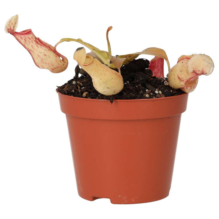 Nepenthes 'Ventrata'