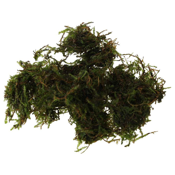 Vesicularia montagnei (Christmas Moss)