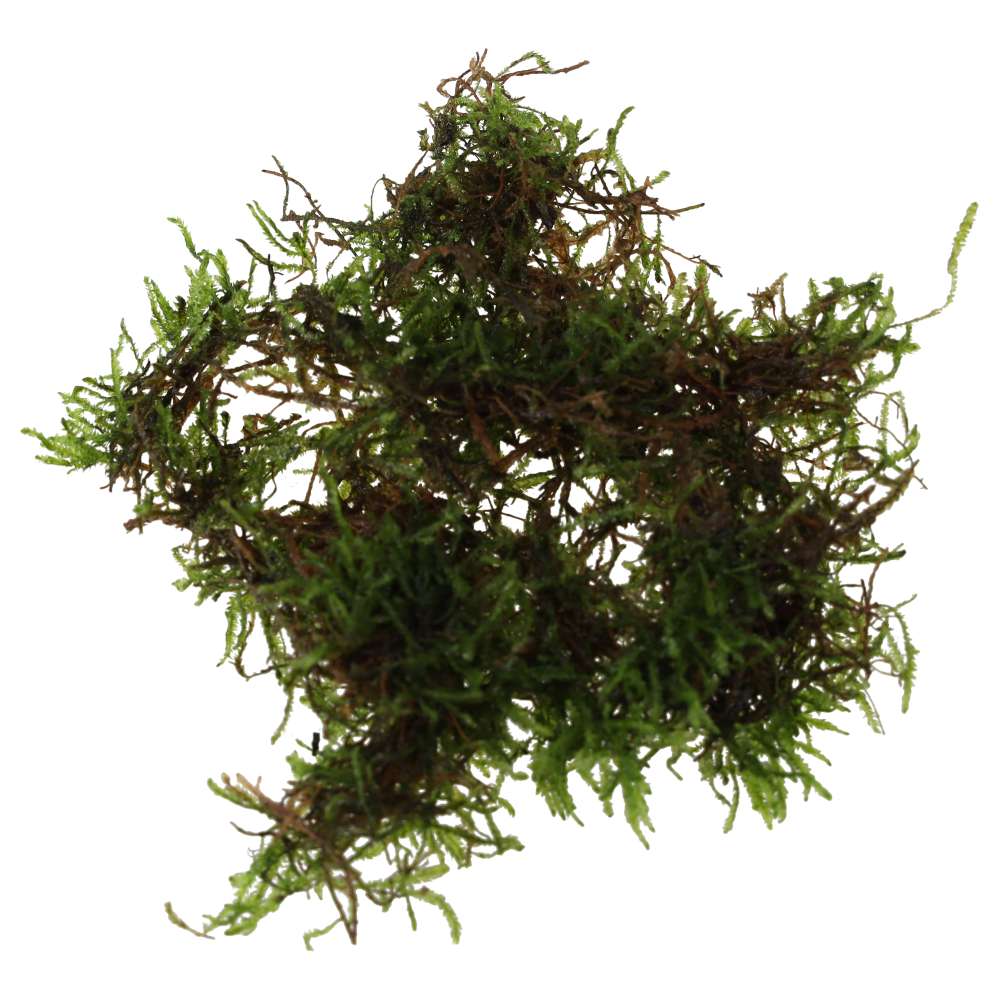 Vesicularia dubyana (Java Moss)