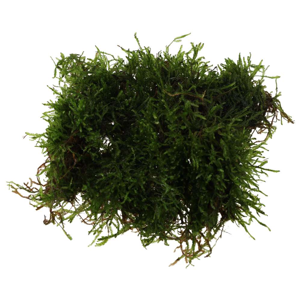 Vesicularia dubyana (Java Moss)