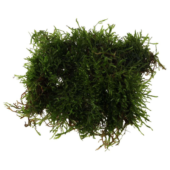 Vesicularia dubyana (Java Moss)