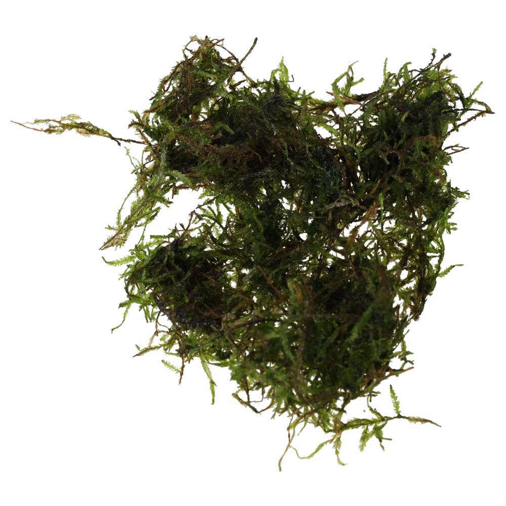 Taxiphyllum alternans 'Taiwan Moss'