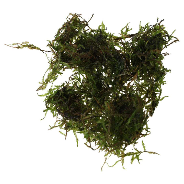 Taxiphyllum alternans 'Taiwan Moss'