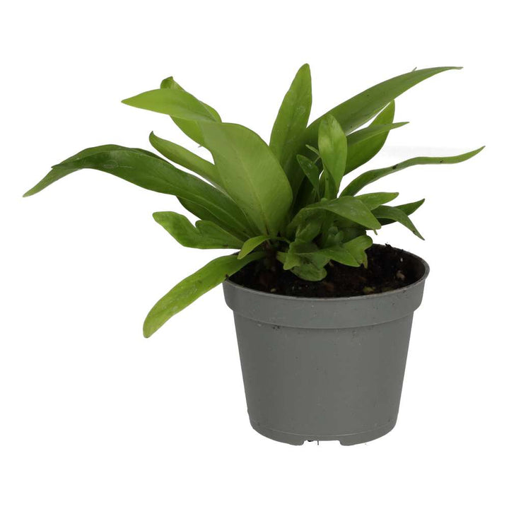 Asplenium antiquum (Bird's-nest Fern)