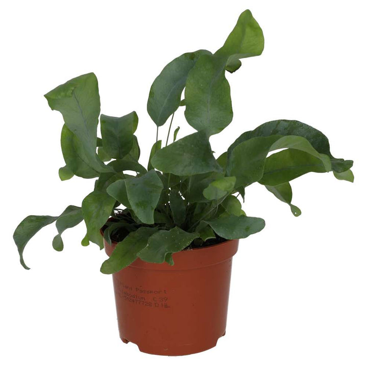Phlebodium aureum (Blue Star Fern)