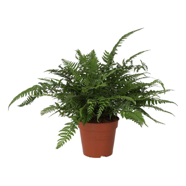 Buy Polystichum tsus-simense (Korean Rock Fern) online UK