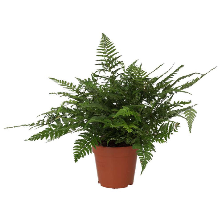 Buy Polystichum tsus-simense (Korean Rock Fern) online UK