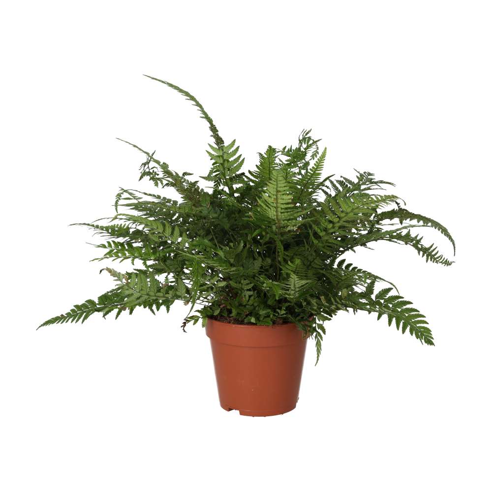Buy Polystichum tsus-simense (Korean Rock Fern) online UK