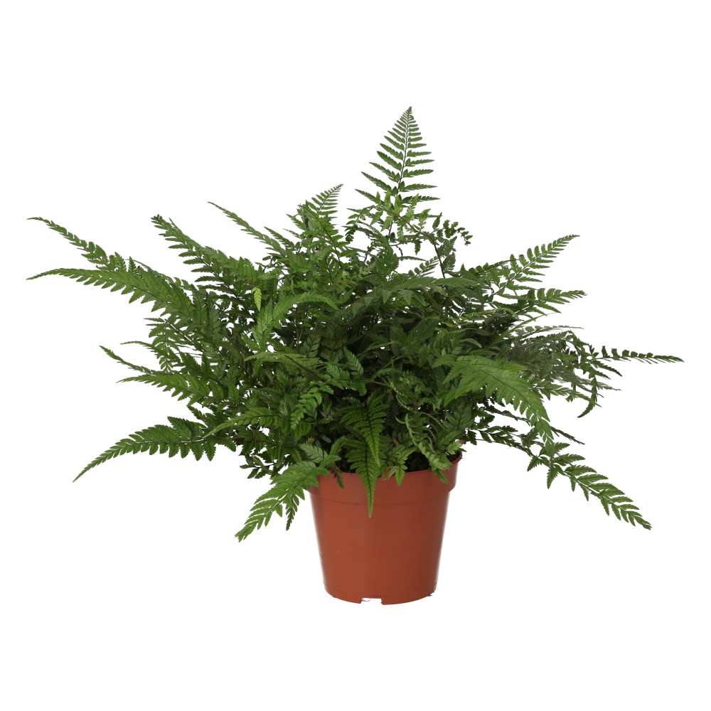 Buy Polystichum tsus-simense (Korean Rock Fern) online UK