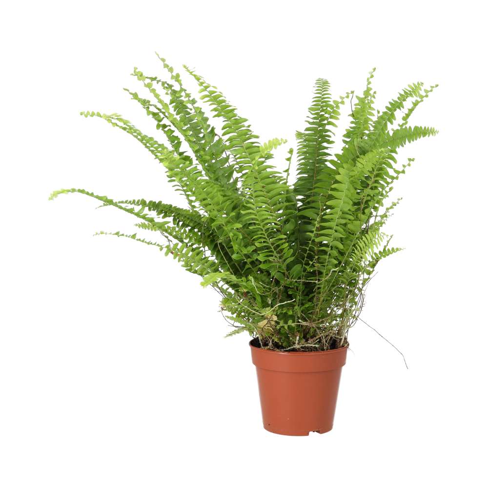 Nephrolepis exaltata (Boston Fern)